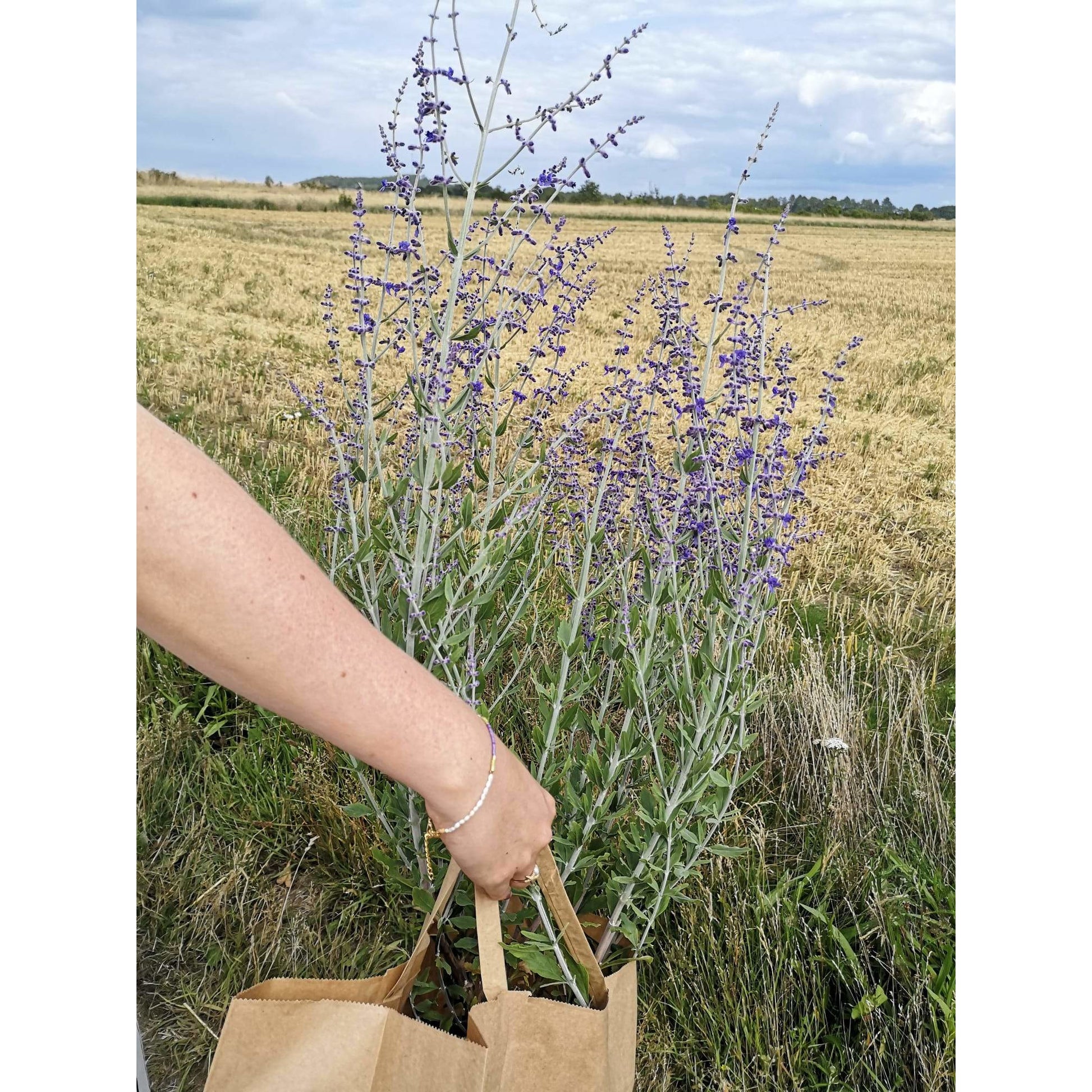 Sea you later lavender Camifolla Bacelet 